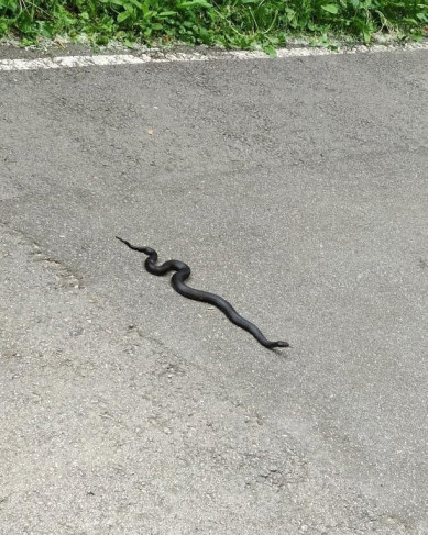 В Тамбове в парке заметили большую змею