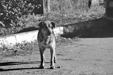 Горожанам рассказали, куда жаловаться на бездомных собак