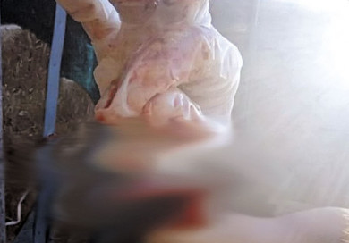 Подростки стеклом вырезали сердце мёртвому щенку и выложили видео в интернет