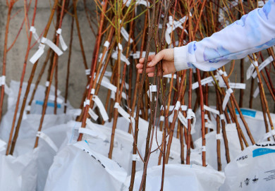 Агроном назвал лучшее время для посадки саженцев