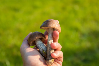 Девять правил, соблюдение которых поможет не отравиться грибами