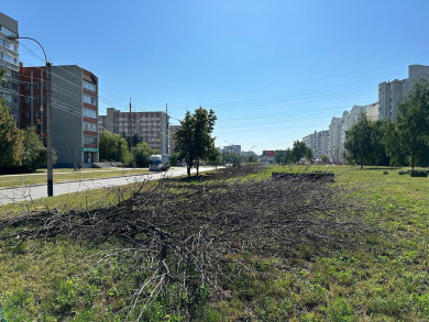 В Тамбове места погибших ясеней займут новые деревья-крупномеры