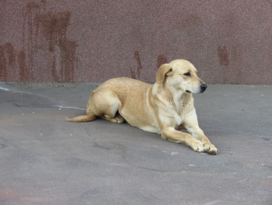 В четырёх регионах России разрешили усыплять бездомных собак