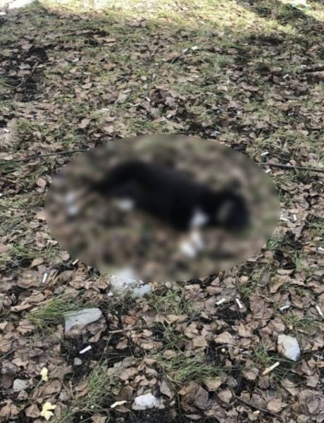 В Тамбовской области возбудили уголовное дело из-за выброшенного из окна щенка