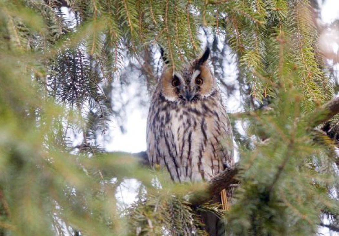Семья ушастых сов живёт в городе до тех пор, пока в лесу не сойдёт наст
