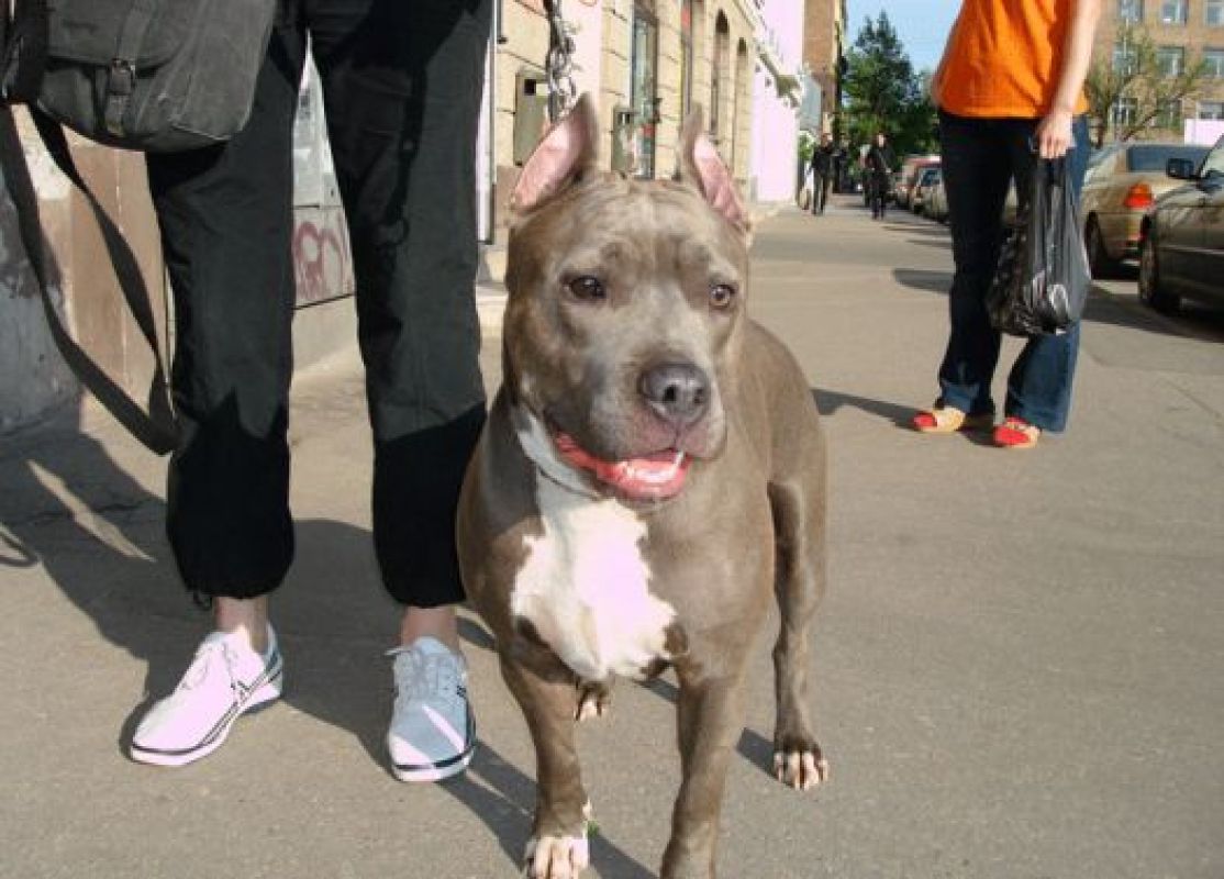 Надевать на своих любимцев намордники и убирать за ними после прогулки тамбовчанам придётся уже с 30 мая