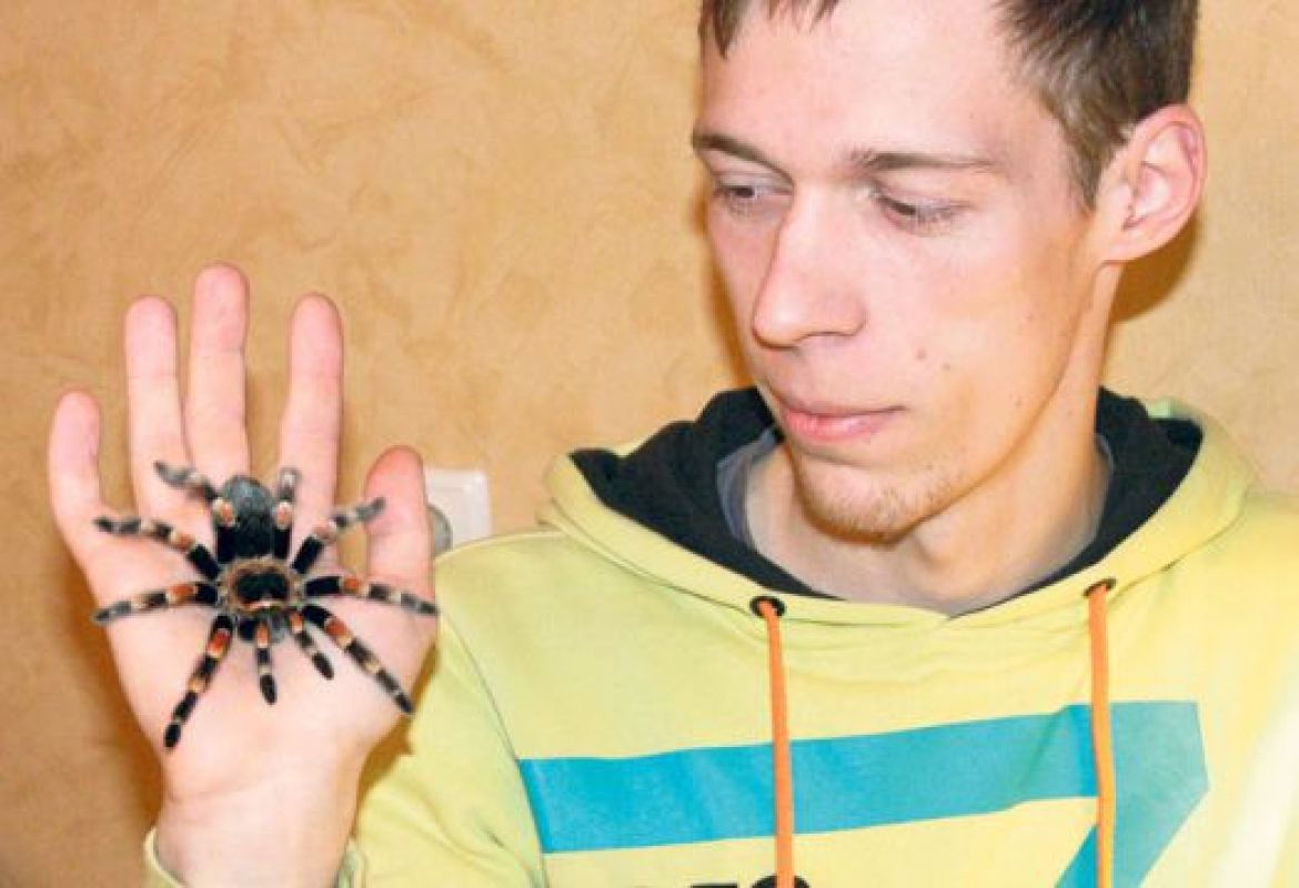 Паук брахипельма смити — самый медлительный и неагрессивный, поэтому этот вид часто показывают в кино