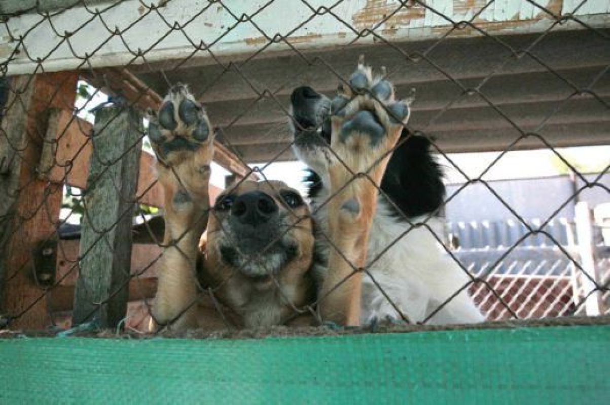 На свою собачью жизнь обитатели самодеятельного приюта не жалуются