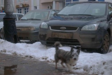 В Тамбовской области участились автомобильные кражи: за сутки их произошло шесть