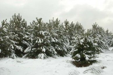 Для тамбовчан вырастили 34,5 тысячи новогодних елок