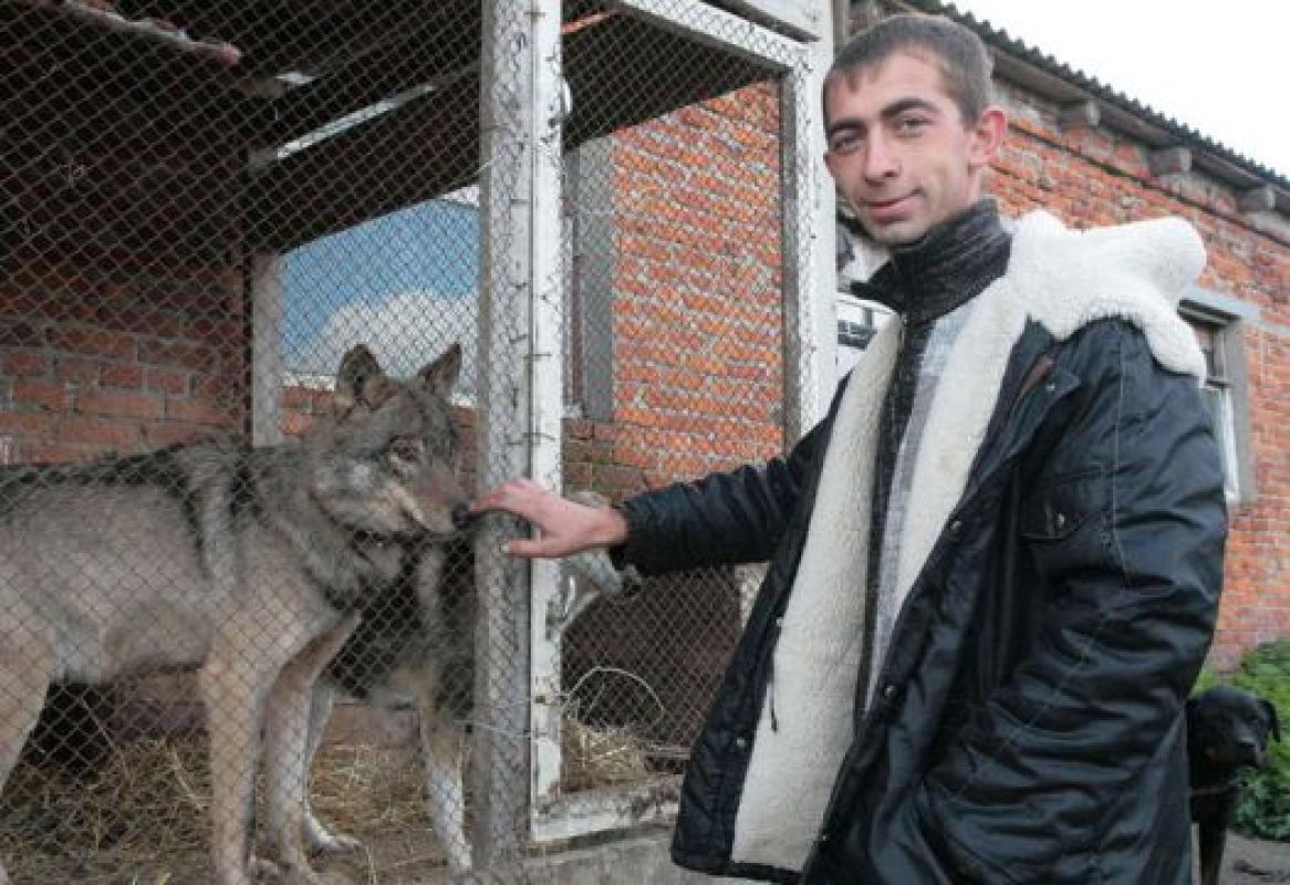 Волка Вулю всегда держат в клетке, потому что рычит он на всех, кроме главы семейства, к которому смог привыкнуть