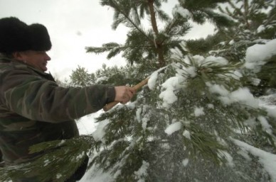 В воскресенье в Тамбове начнут продавать новогодние ёлки