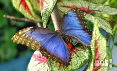 В Тамбовском зоопарке снова поселятся тропические бабочки