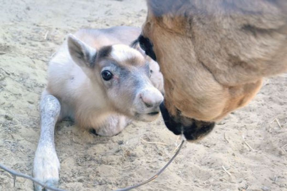 Откуда на Тамбовщине взялось это северное чудо, неизвестно, но похоже, что олени останутся здесь насовсем