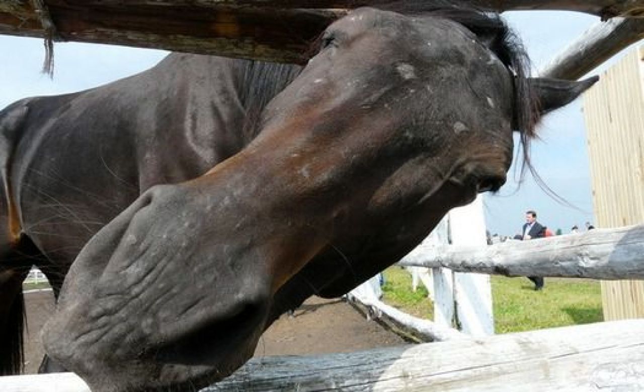 «Оборонсервис» передал Новотомниковский конезавод в собственность Тамбовской области