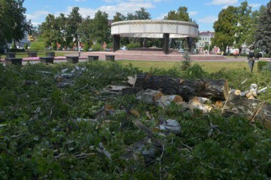 На Соборной площади в Тамбове снова пилят деревья