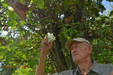 В Тамбове в конце августа зацвела яблоня