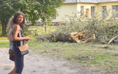 Дерево едва не убило двоих малышей