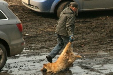 В северной части Тамбова объявлен карантин по бешенству