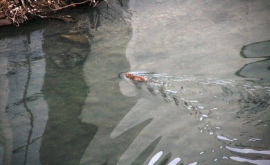 Студенец облюбовали водяные крысы