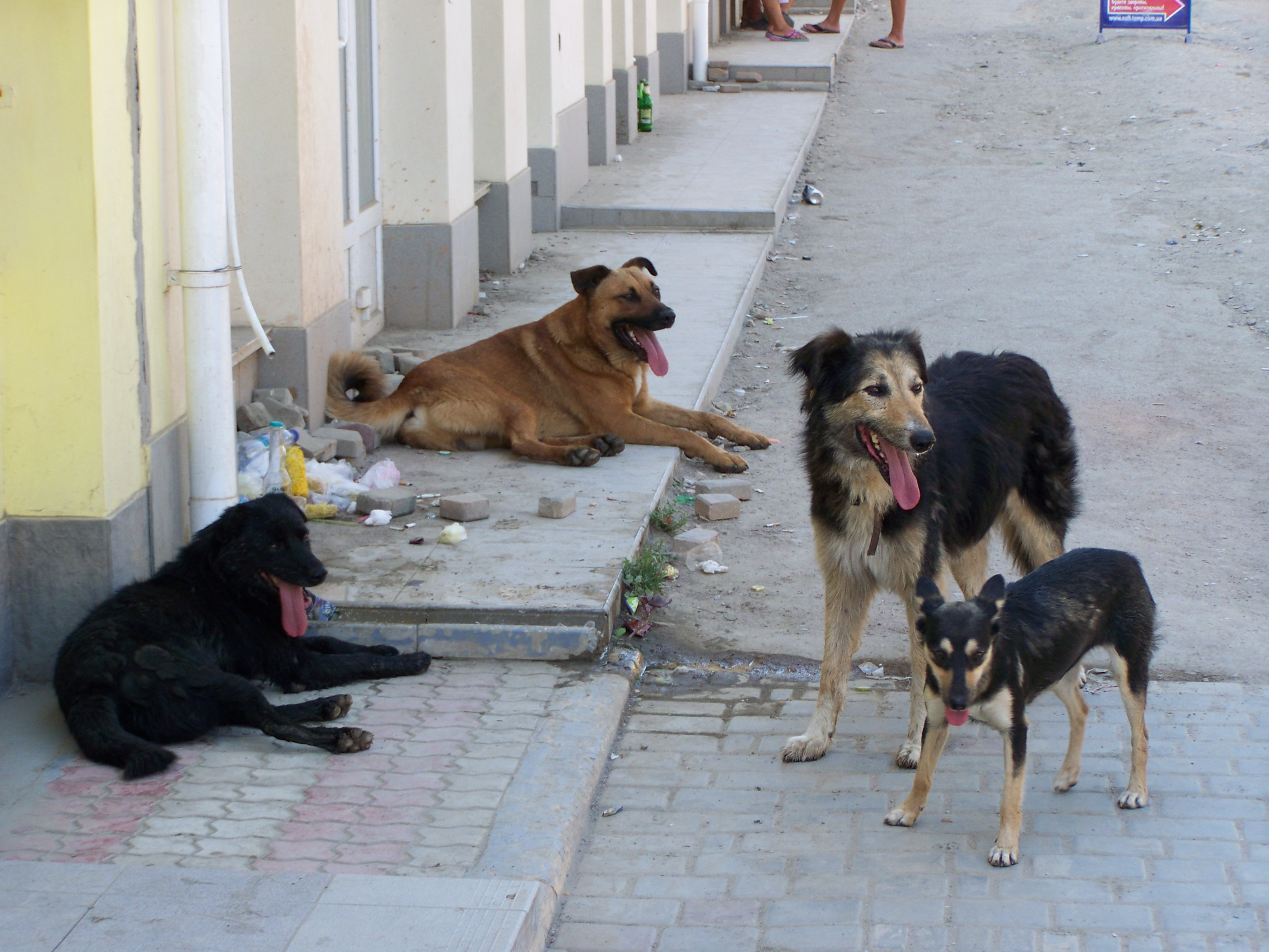 На улице жили щенки. Бродячие собаки. Уличные собаки. Бездомные животные. Бродячие собаки в городе.