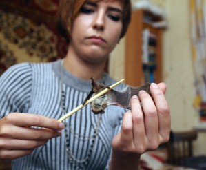 летучие мыши в воронеже чем питаются. Смотреть фото летучие мыши в воронеже чем питаются. Смотреть картинку летучие мыши в воронеже чем питаются. Картинка про летучие мыши в воронеже чем питаются. Фото летучие мыши в воронеже чем питаются