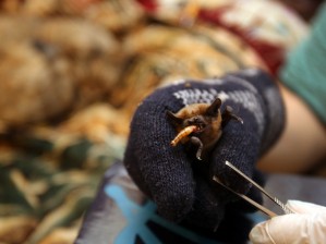 летучие мыши в воронеже чем питаются. Смотреть фото летучие мыши в воронеже чем питаются. Смотреть картинку летучие мыши в воронеже чем питаются. Картинка про летучие мыши в воронеже чем питаются. Фото летучие мыши в воронеже чем питаются
