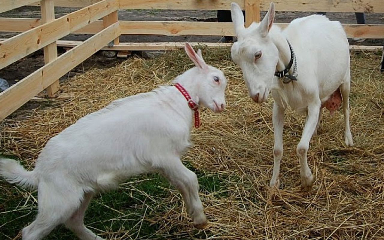 В Тамбовской области пройдёт фестиваль козла
