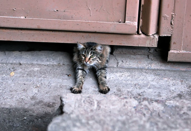 В Котовске кошка обесточила весь город
