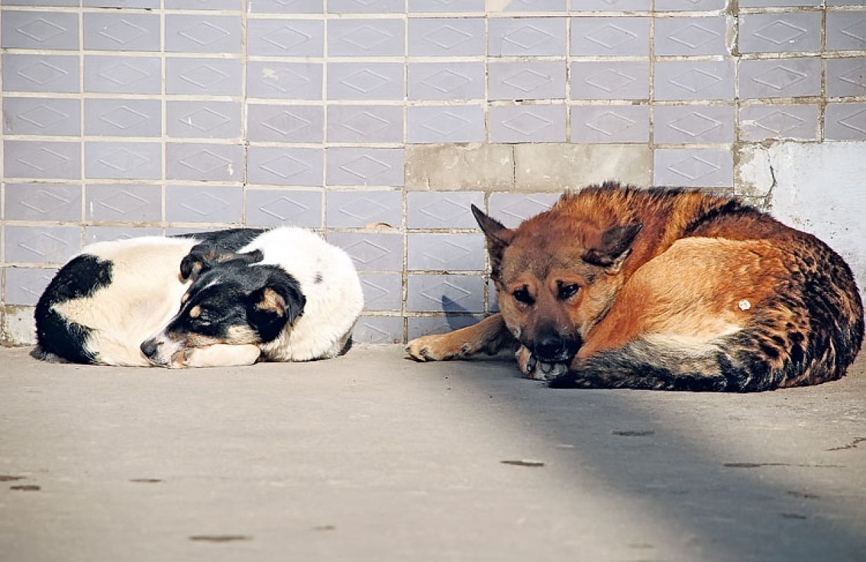 Закон о безнадзорных животных в области не работает, на это просто нет денег 