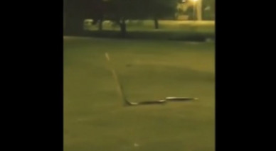 Огромная змея в парке напугала гуляющих белгородцев
