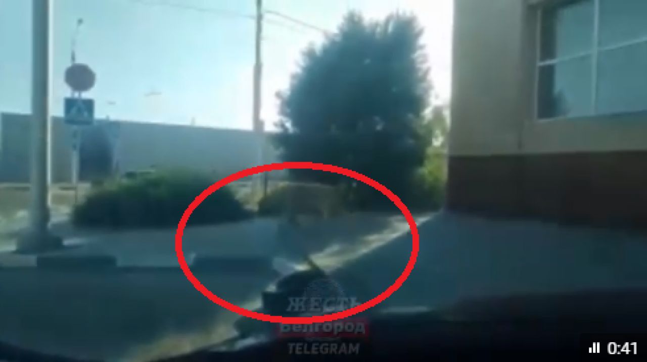 В Белгороде сбежала привязанная к шине большая собака
